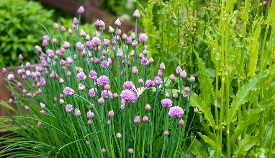 Cebollines sembrados en un jardín con sus flores violetas