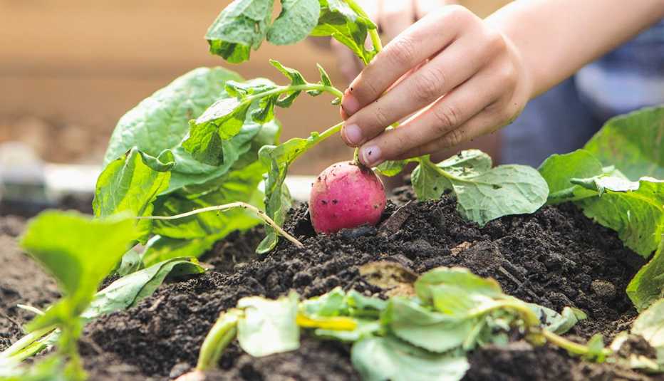 Mano de un niño cosechando un rábano plantado en el jardín