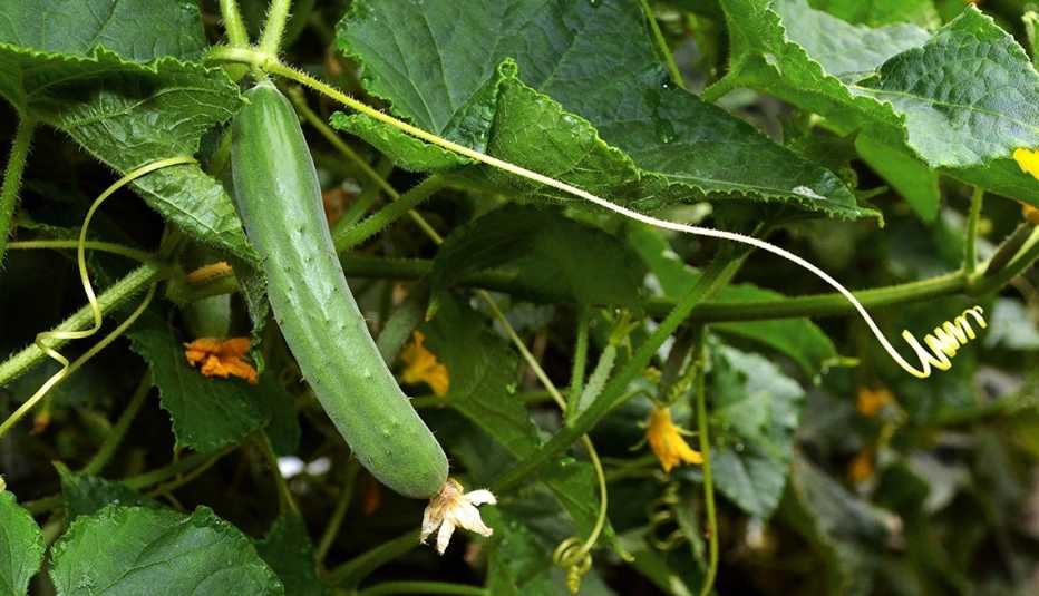 Pepino en la vid en un huerto casero