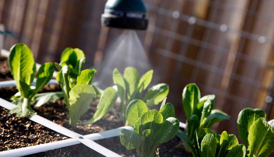 Una boquilla rociando agua en un huerto casero de plantas de lechuga romana