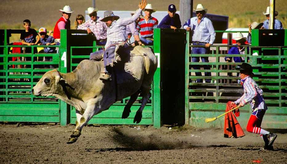 Payaso de rodeo en plena función con un becerro