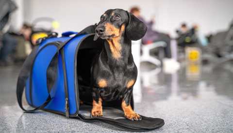 Perro dentro de un maletín para transporte en un aeropuerto Perro dentro de un maletín para transporte en un aeropuerto