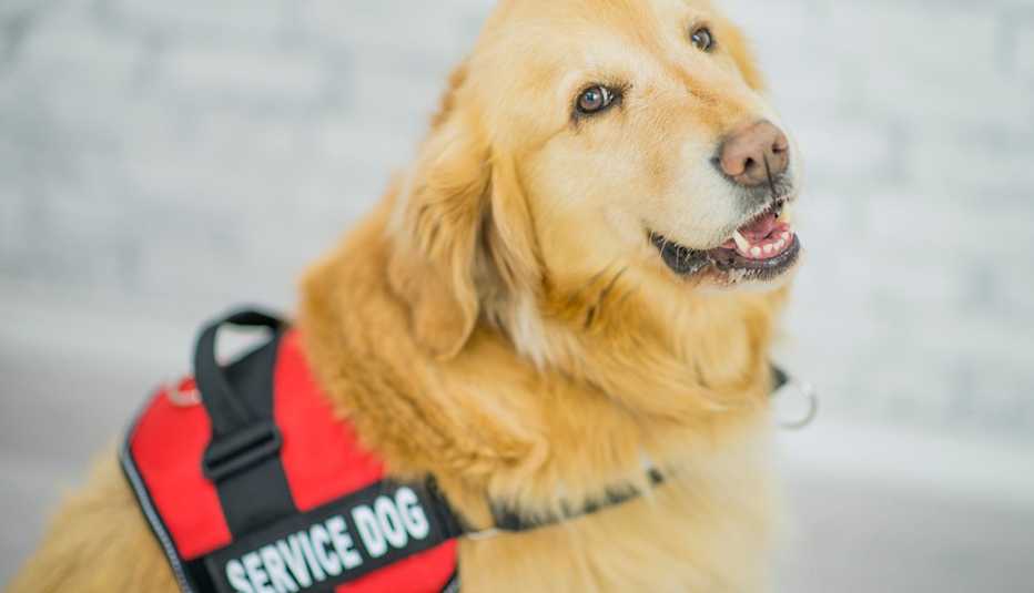 Un perro de servicio golden retriever
