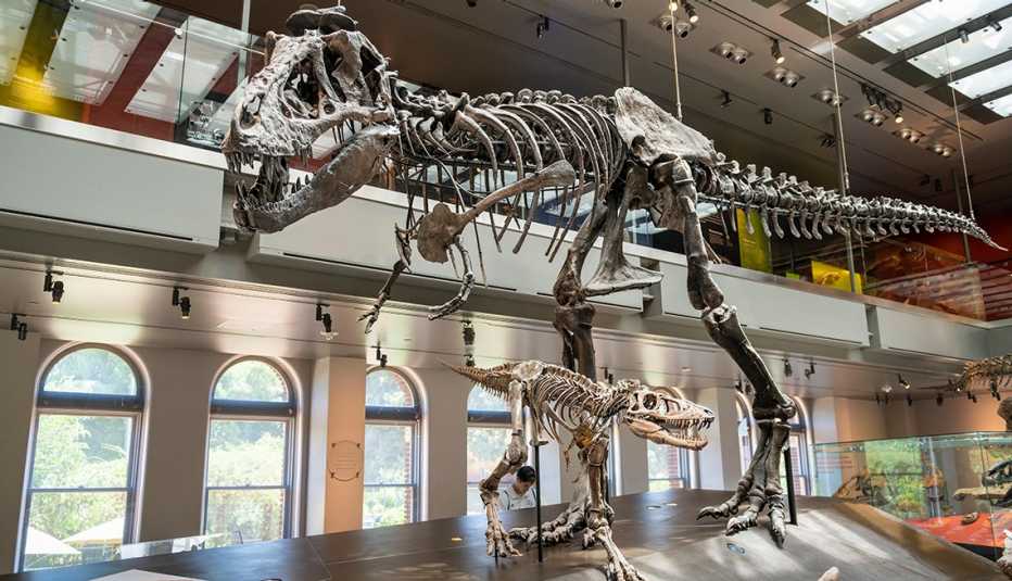 Dinosaurs fossiles at the The Natural History Museum of Los Angeles County Dinosaurs fossiles at the The Natural History Museum of Los Angeles County