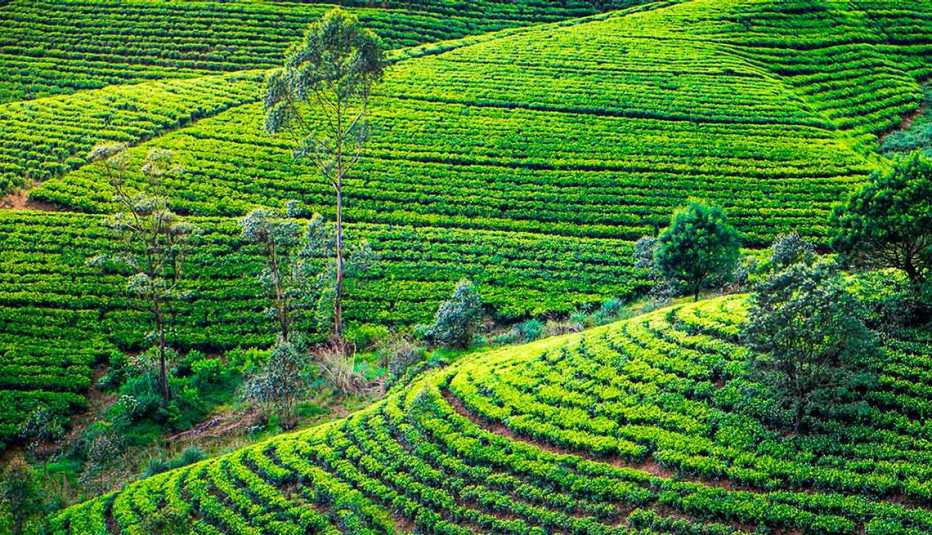 Vista de un campo de hojas de té verde