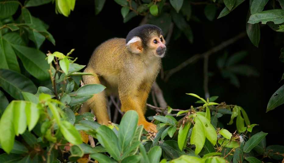 Parque Nacional Madidi, Bolivia