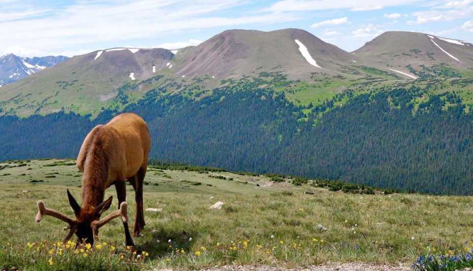 Affordable Spring Trips Estes Park