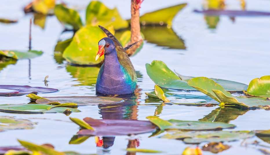 Gallinule púrpura americana en los Everglades