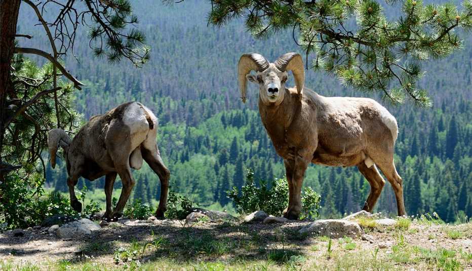 Dos borregos cimarrón en el Parque Nacional de las Montañas Rocosas en Colorado
