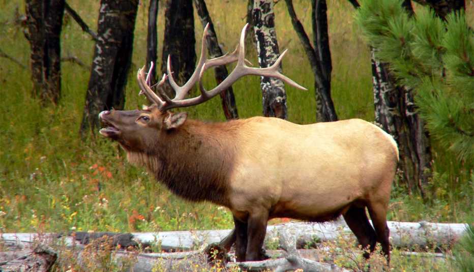 Un alce toro en el Parque Nacional Rocky Mountain