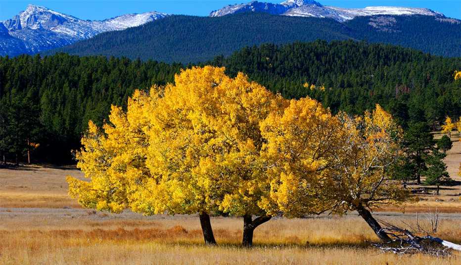 Árbol de álamos dorados en el Parque Nacional Rocky Mountain