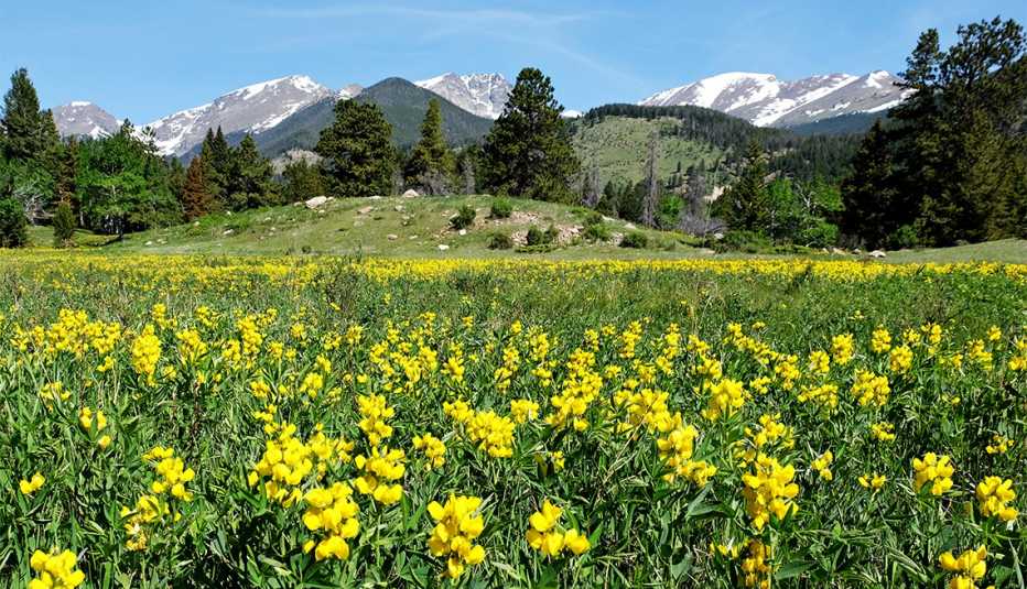 Flores en el parque nacional Rocky Mountain