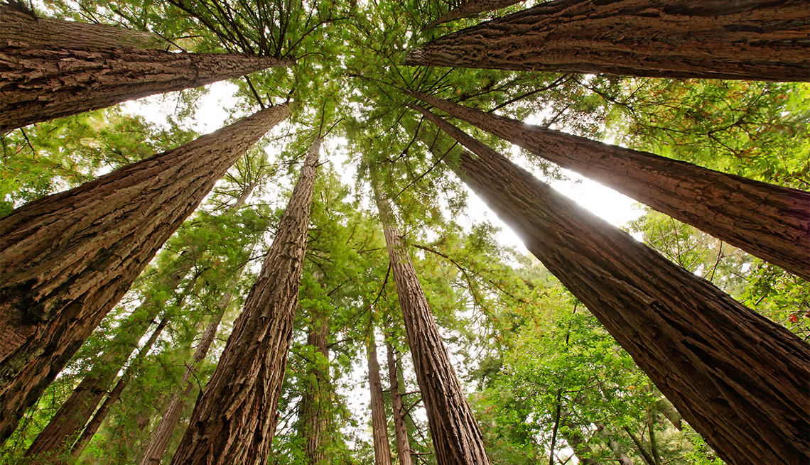 Árboles en el parque Monumento Nacional Muir Woods