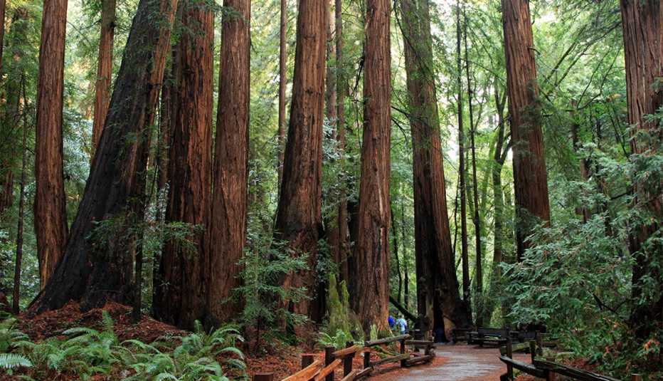 Sendero en Muir Woods National Park Sendero en Muir Woods National Park