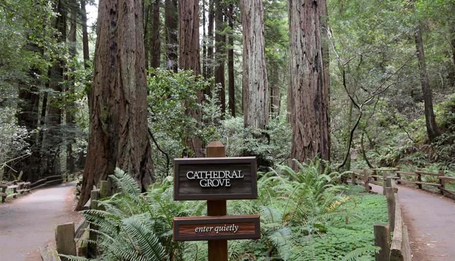 Senderos que conducen a Cathedral Grove