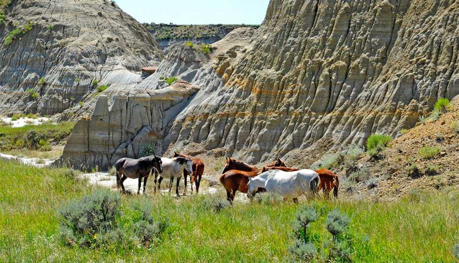 Caballos salvajes en el Parque Nacional Theodore Roosevelt