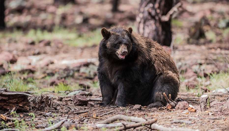 Oso negro americano en el Parque Nacional Yosemite