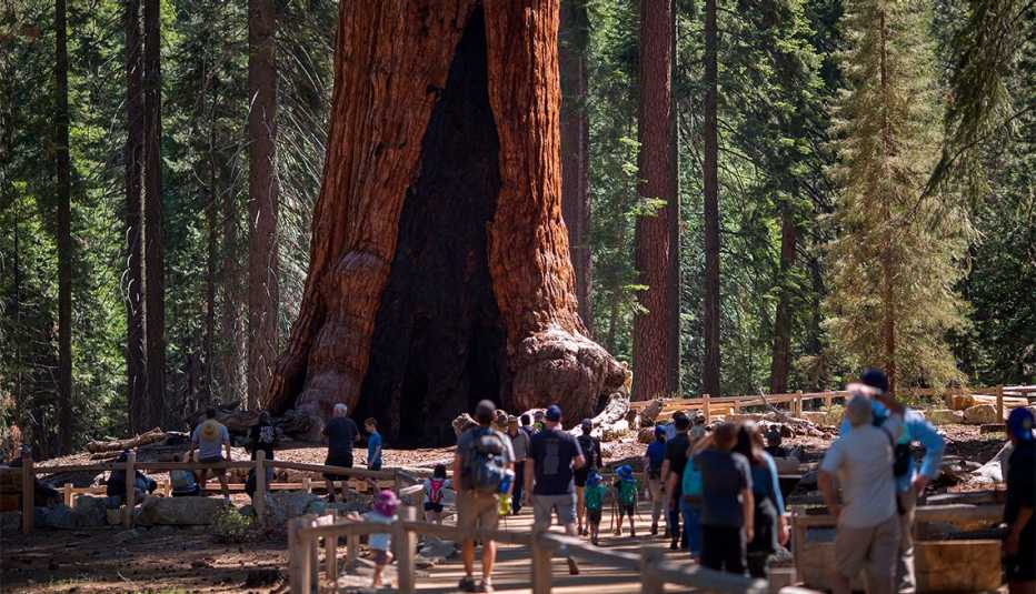 Visitantes miran el árbol Grizzly Giant