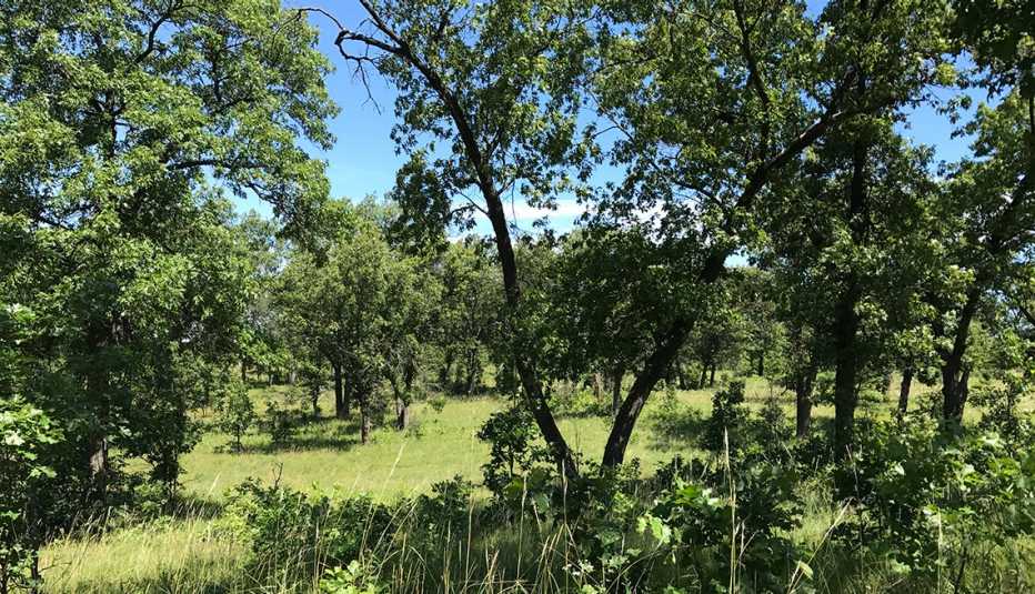 A lush field at Kankakee National Wildlife Refuge and Conservation Area