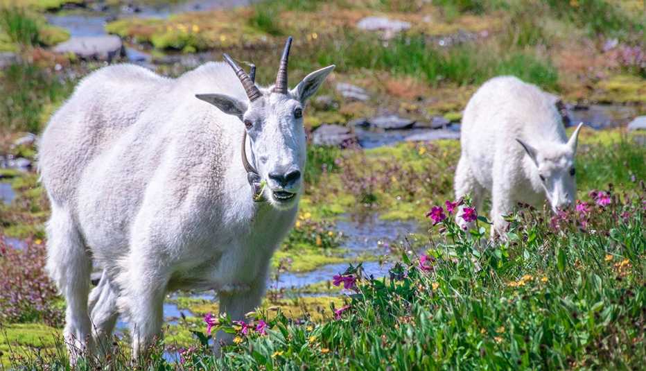 Cabras en el Glacier National Park