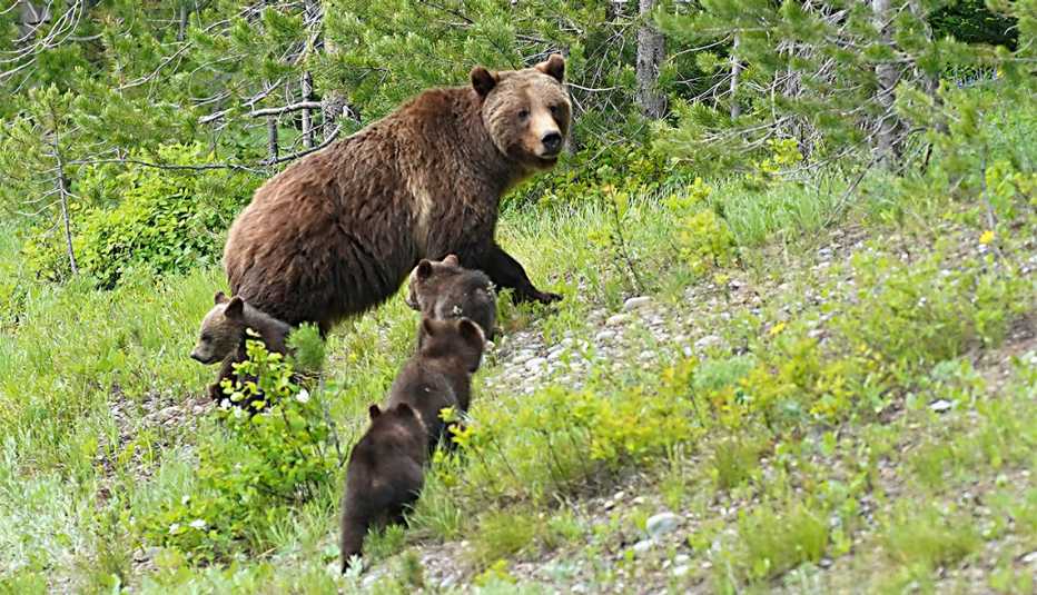 Un oso grizzly llamado "399" camina con sus cuatro cachorros por la carretera