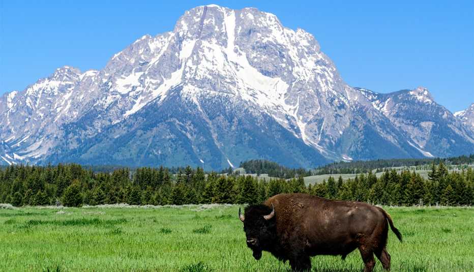Un bisonte en la pradera con el monte Moran al fondo