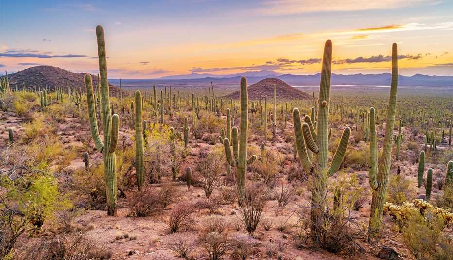 Bosque de cactus saguaro en el Parque Nacional Saguaro