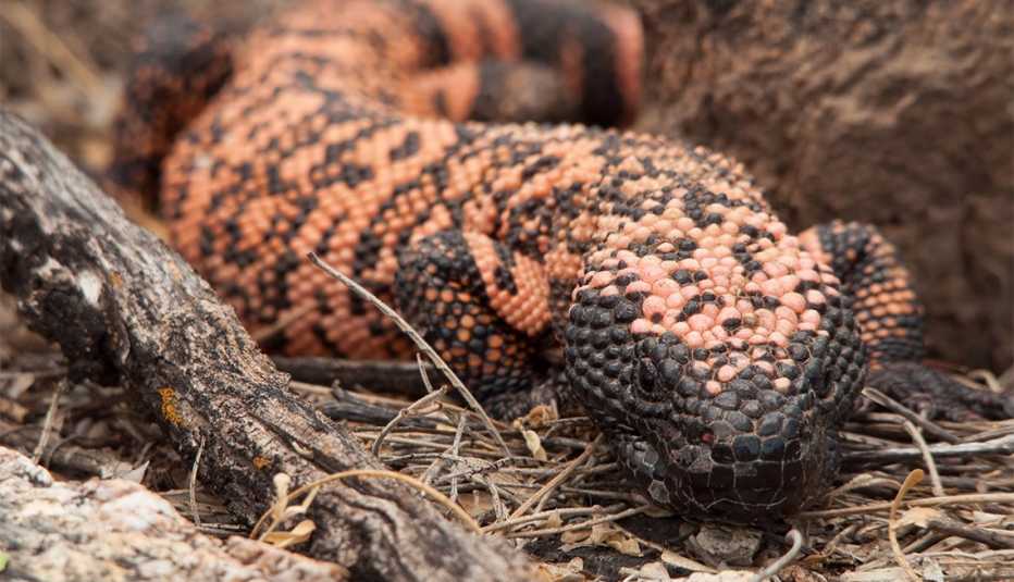 Un monstruo de Gila en el Parque Nacional Saguaro