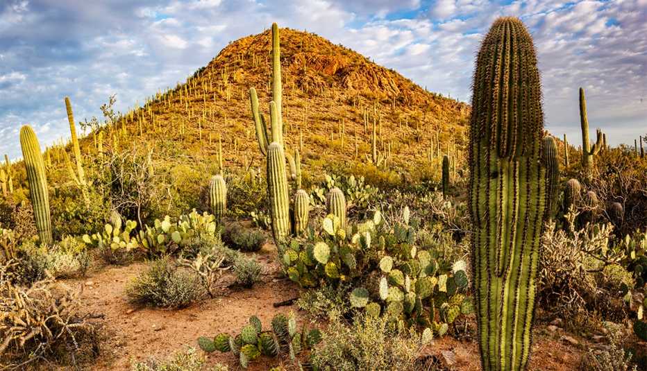 Atardecer en el Parque Nacional Saguaro