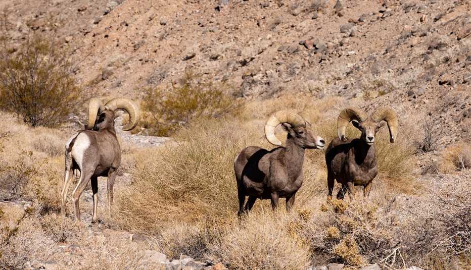 Tres borregos cimarrones en el Parque Nacional del Valle de la Muerte