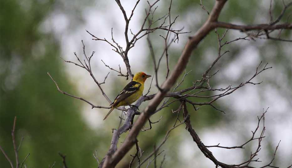 Piranga carirroja Piranga carirroja