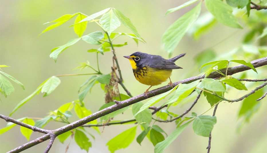 Reinita canadiense