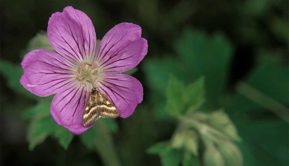 Mariposa sobre una flor de geranio silvestre