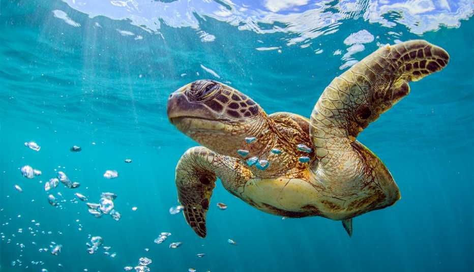 Tortuga marina bajo el agua
