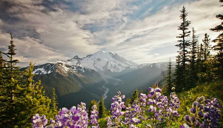Plantas florecientes en una ladera en el Parque Nacional Mt. Rainier