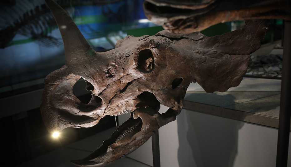 Dinosaurio en el Museo Nacional de Historia Natural del Smithsonian Dinosaurio en el Museo Nacional de Historia Natural del Smithsonian