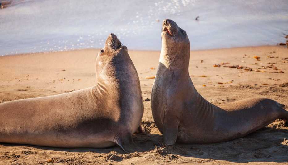 Focas en la playa