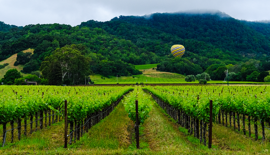 Globo aerostático flota sobre un viñedo