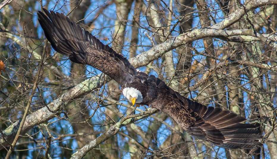 un águila calva vuela entre los árboles 