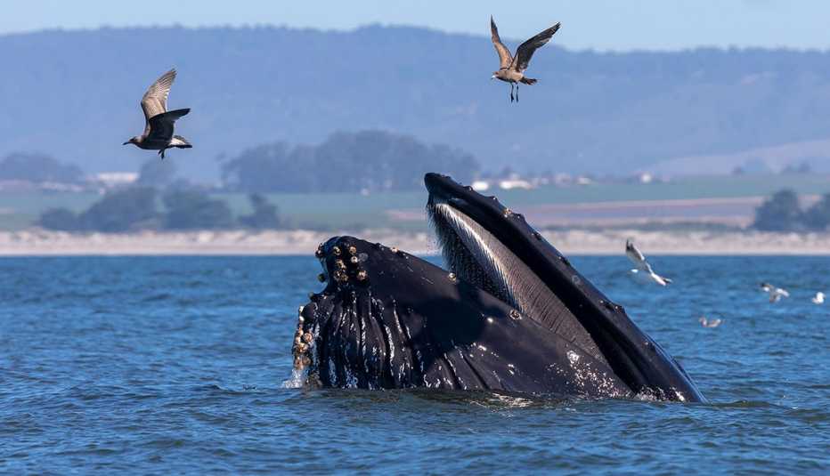 una ballena jorobada en la Bahía de Monterey una ballena jorobada en la Bahía de Monterey