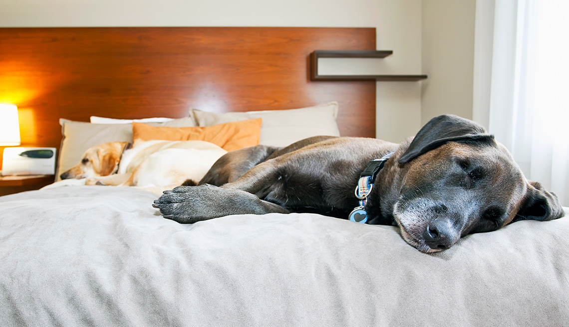 Dos perros acostados en una cama de hotel