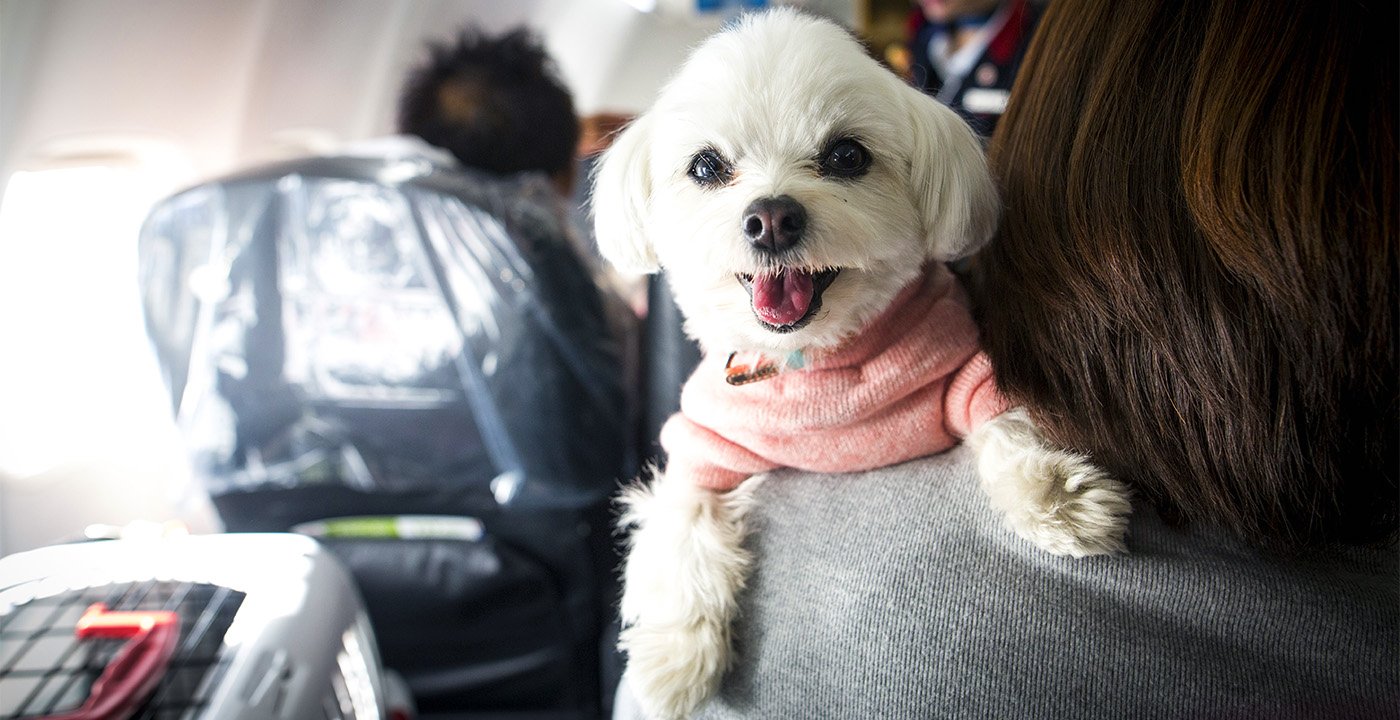 small white dog on a plane