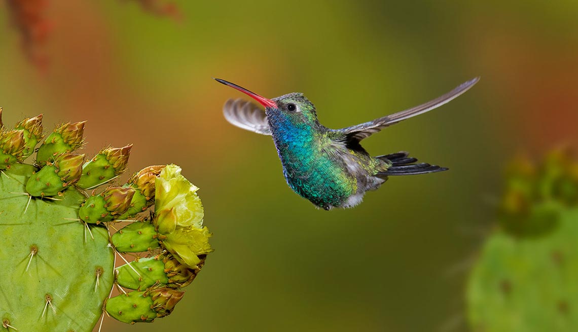 Escapes de verano – Hummingbird en Arizona