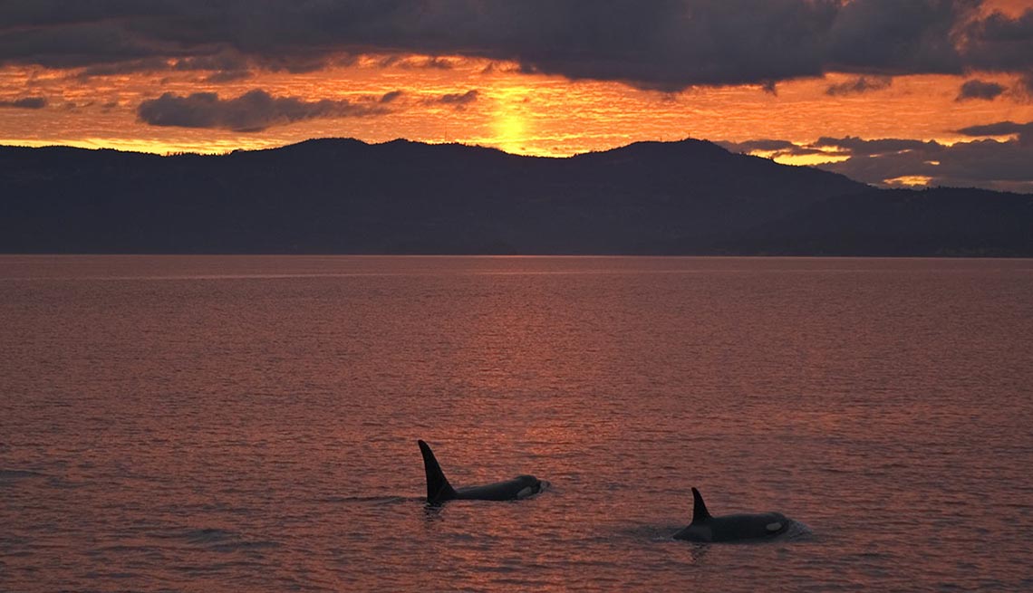 Mira una Orca en las islas San Juan  – Escapes de verano