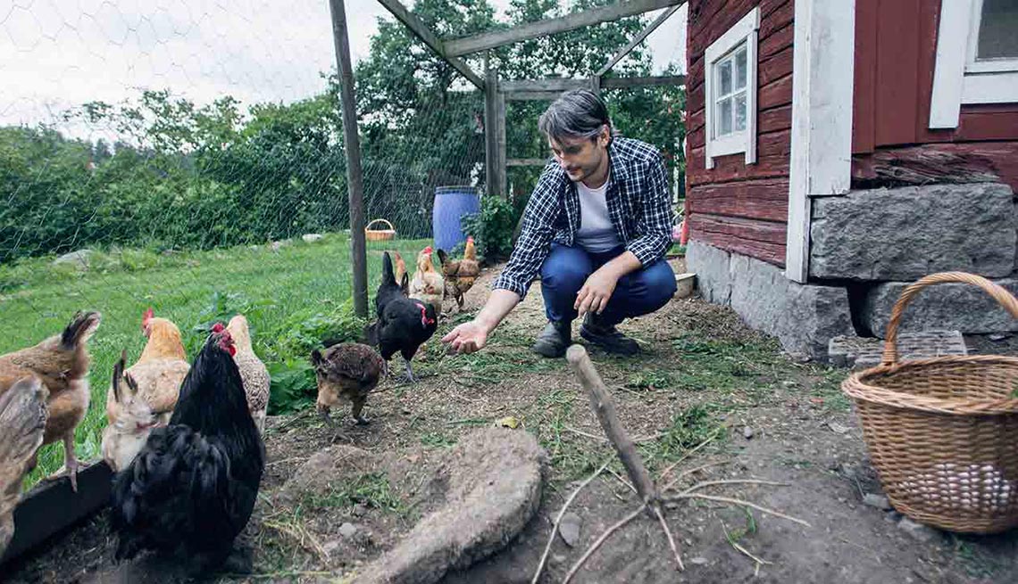 Hombre dandole de comer a las gallinas en una granja – Escapes de verano