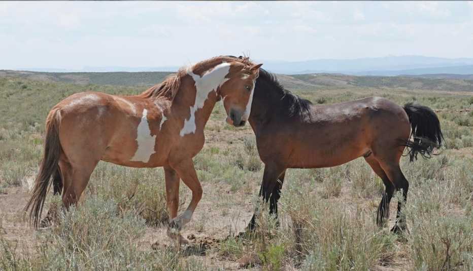 Two wild horses standing close together on open rangeland with rolling hills in the background