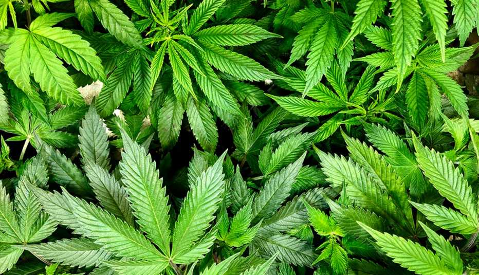 An overhead look of marijuana leaves