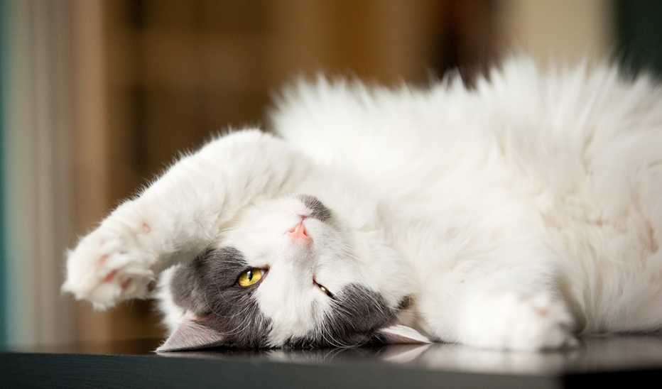 A black and white cat lying upside down with its eyes looking straight at the camera