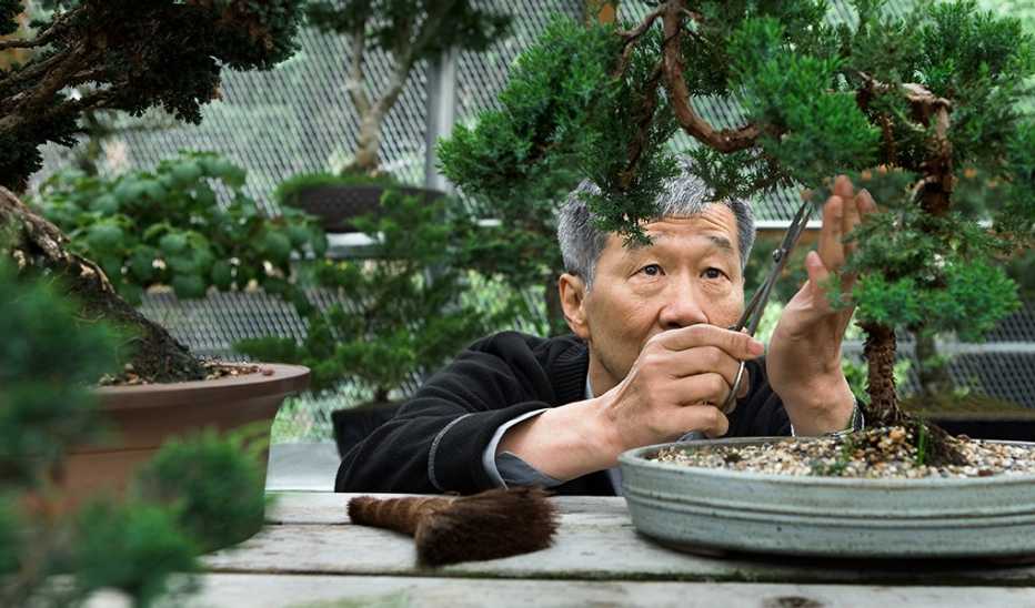 A man trimming a bonsai tree in a greenhouse