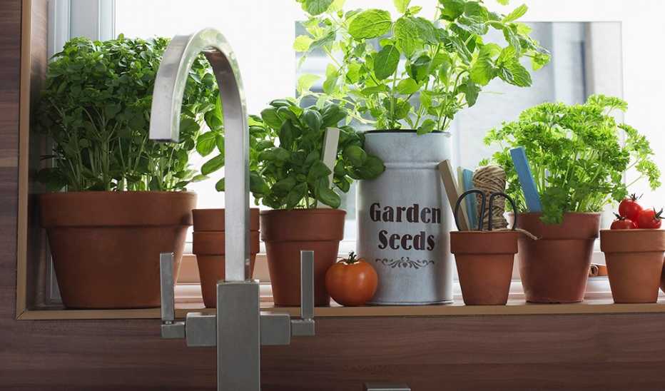 Herbs growing in flowerpots on a kitchen sink